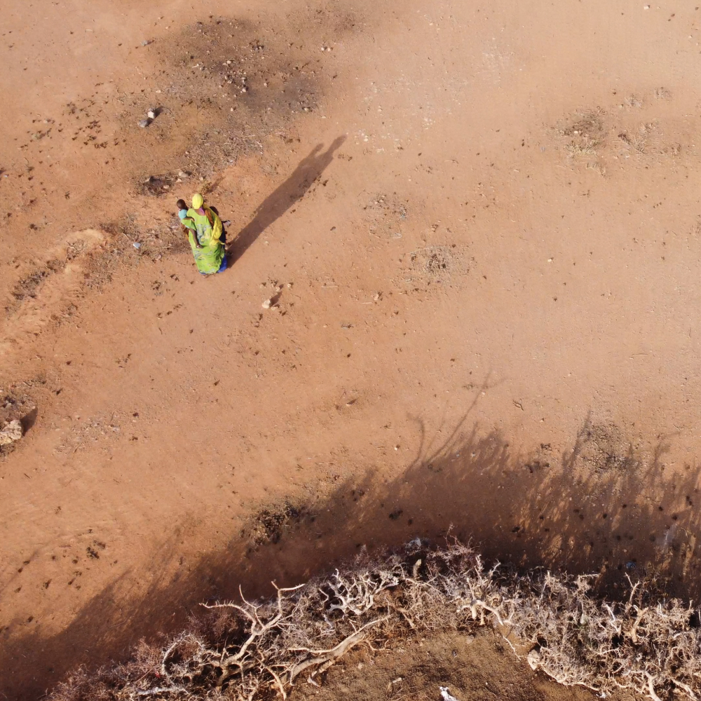 Managing risks in East Africa's drylands: Jameel Observatory for Food Security Early Action